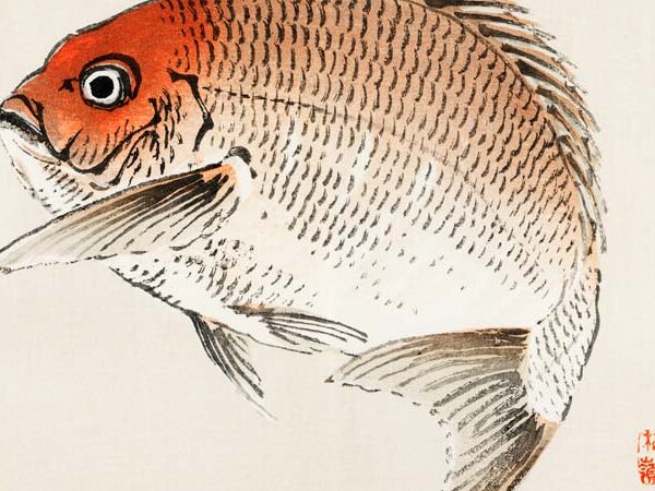 The Graceful Tai Fish