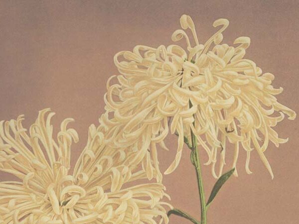 Three Yellow Chrysanthemum